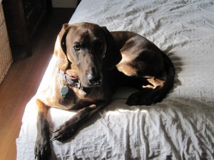 Red Barn Bicycles Shop Dog