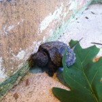 Baby turtle by the bathrooms